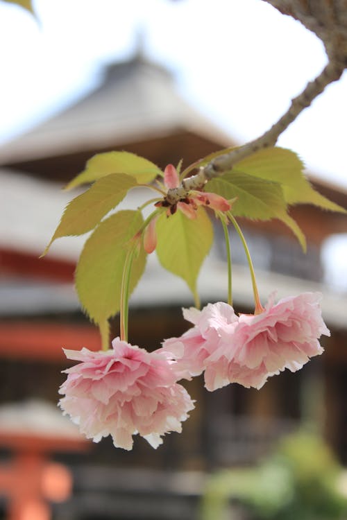 Free Beautiful Pink Flowers on Tree Branch Stock Photo