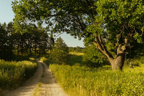 A Pathway Between Green Grass Field and Trees