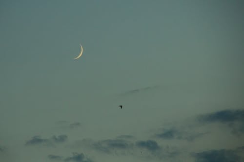 Free stock photo of moon, sky