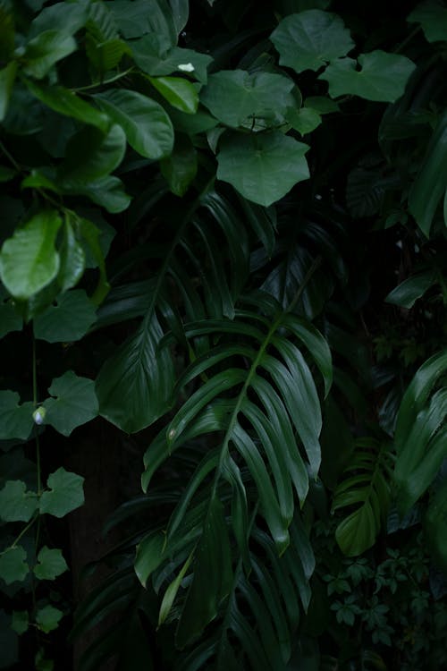 monstera deliciosa, 垂直拍攝, 樹葉 的 免費圖庫相片