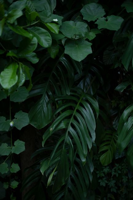 Fotomural Las vibrantes hojas verdes de Monstera crean una atmósfera tropical exuberante en Yogyakarta, Indonesia.