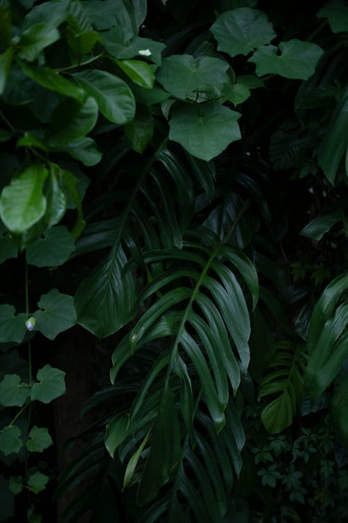 Close-Up Shot of Monstera Plant