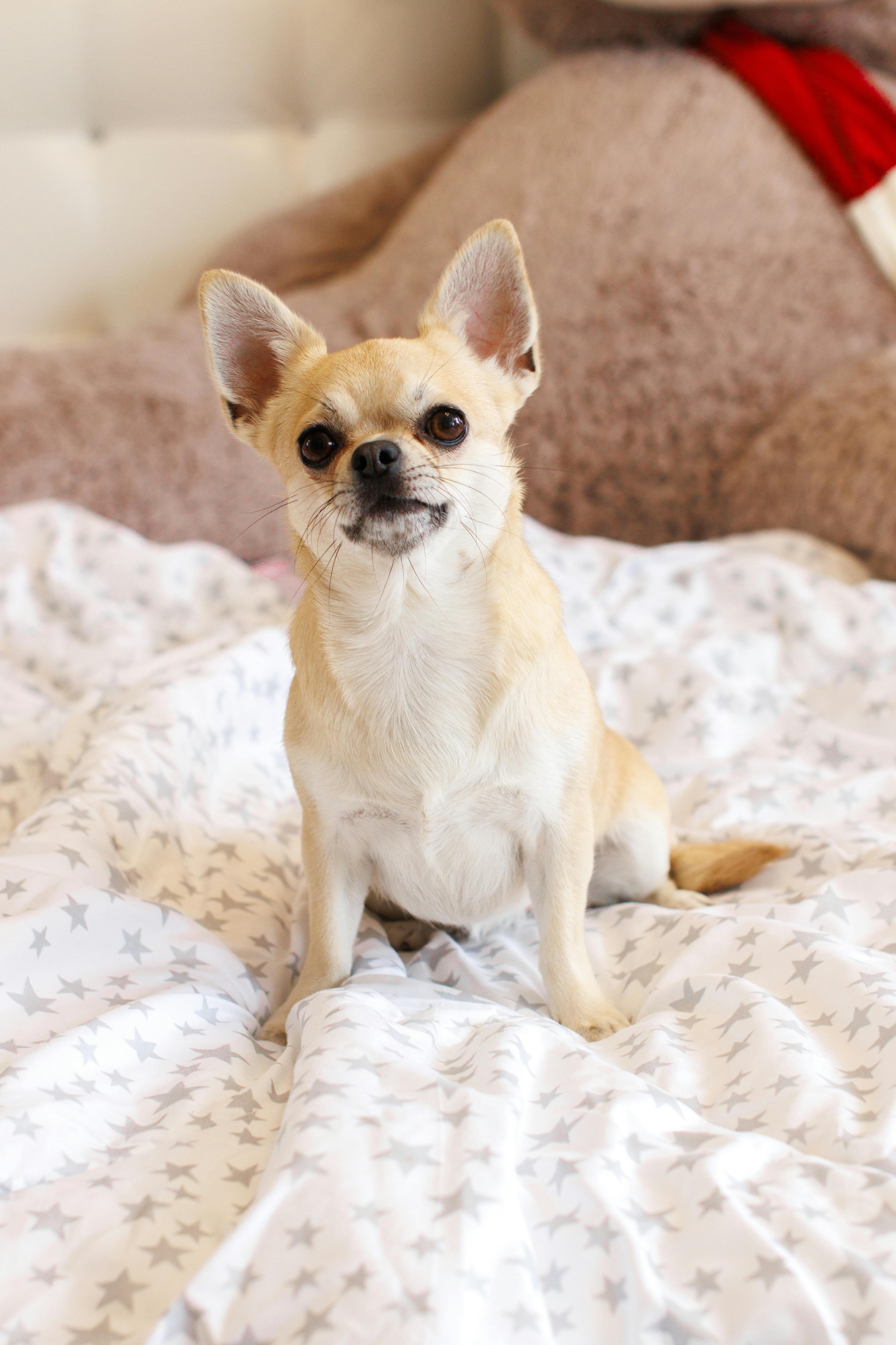 Chihuahua korthåret