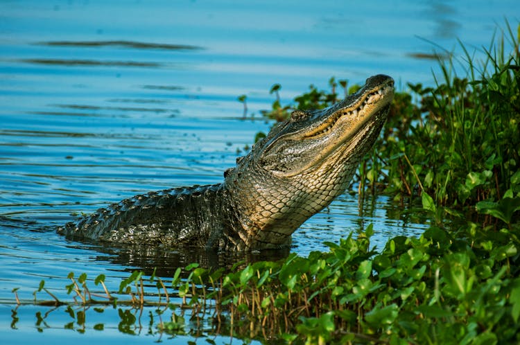 Alligator Near Water Plant On Body Of Water