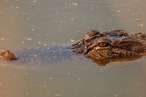 Imagine de stoc gratuită din alligator / crocodil