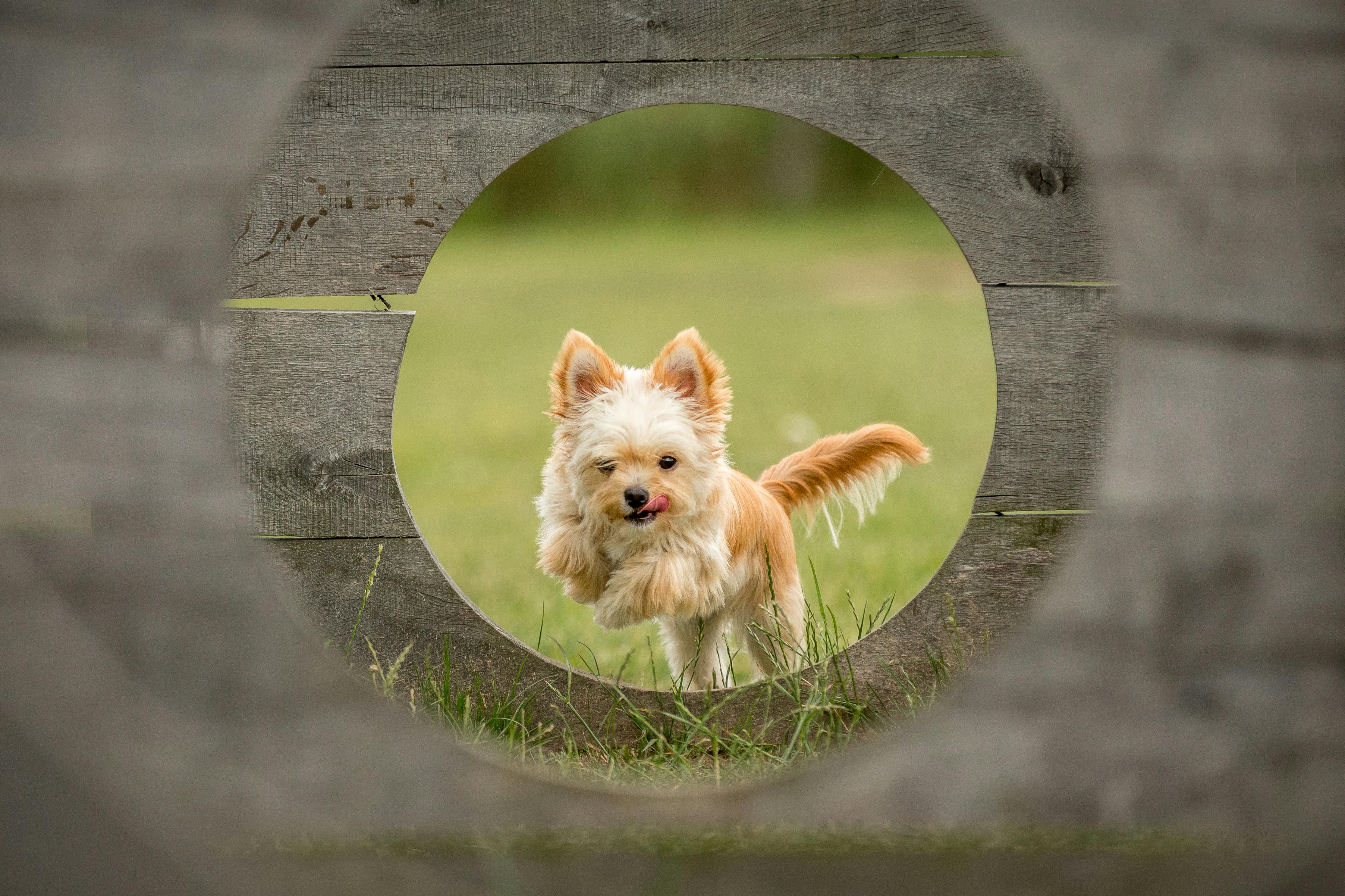 Mastering Excited Peeing Dog Training for a Happy Household