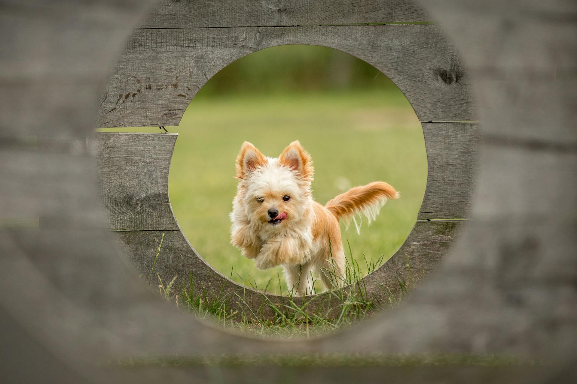 Dog Jumping through Wooden Wall