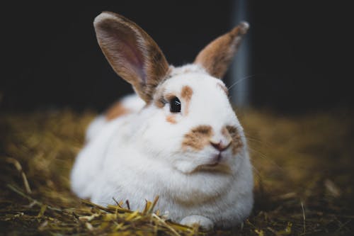 Cute White and Brown Rabbit Sitting on Grass