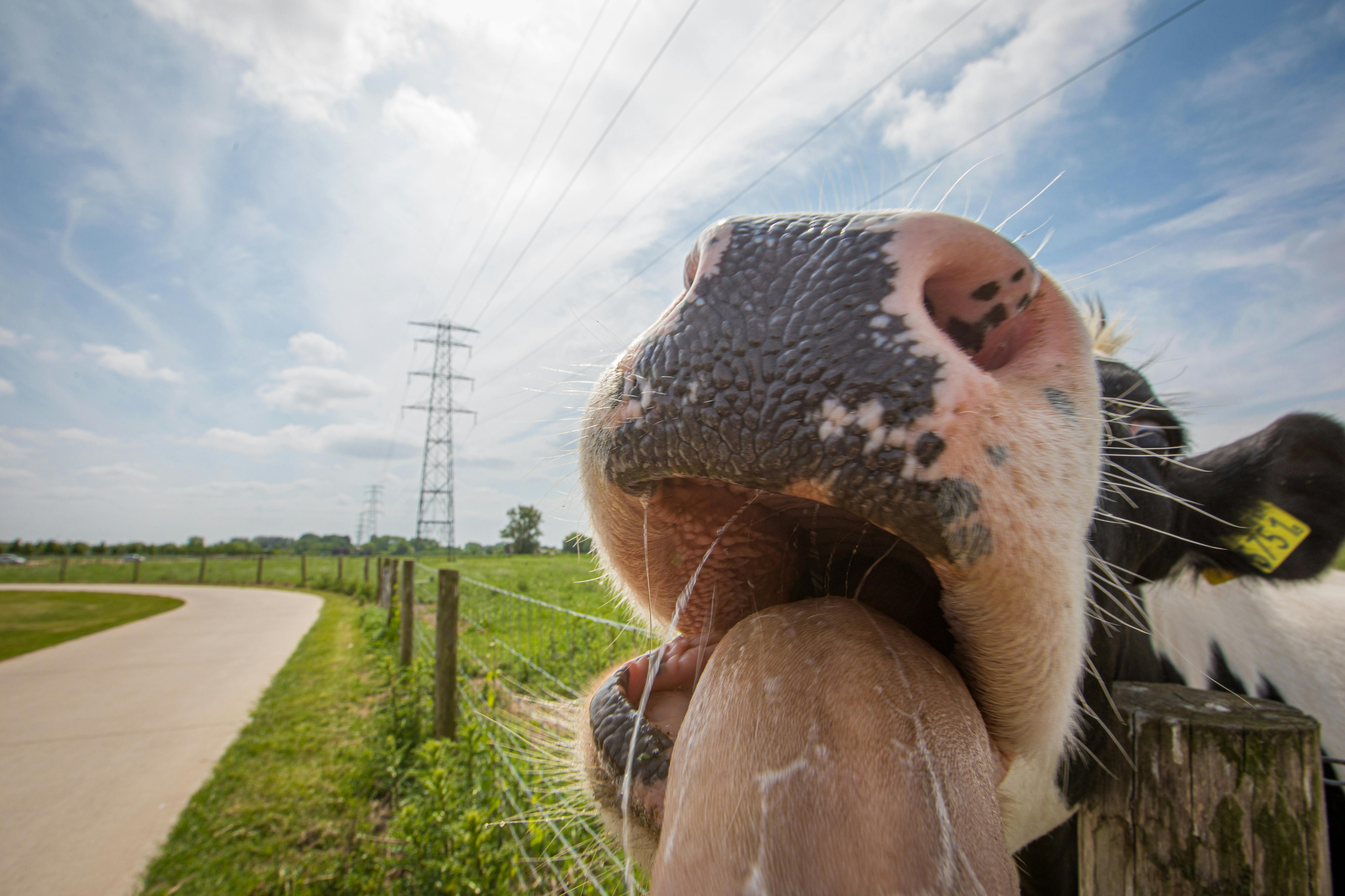 close up of cow tongue