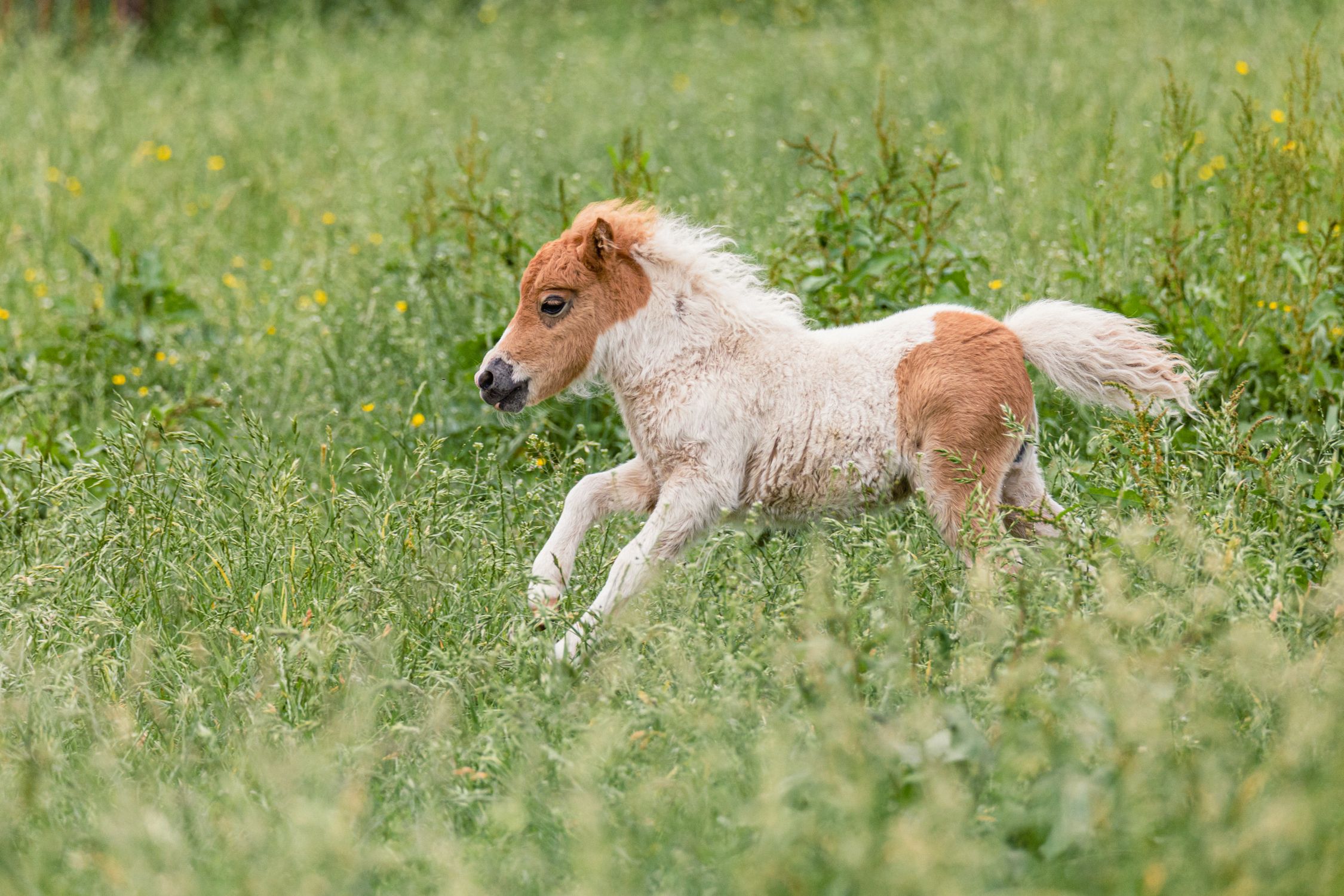 Brown and White Pony Running on Green Grass Field · Free Stock Photo