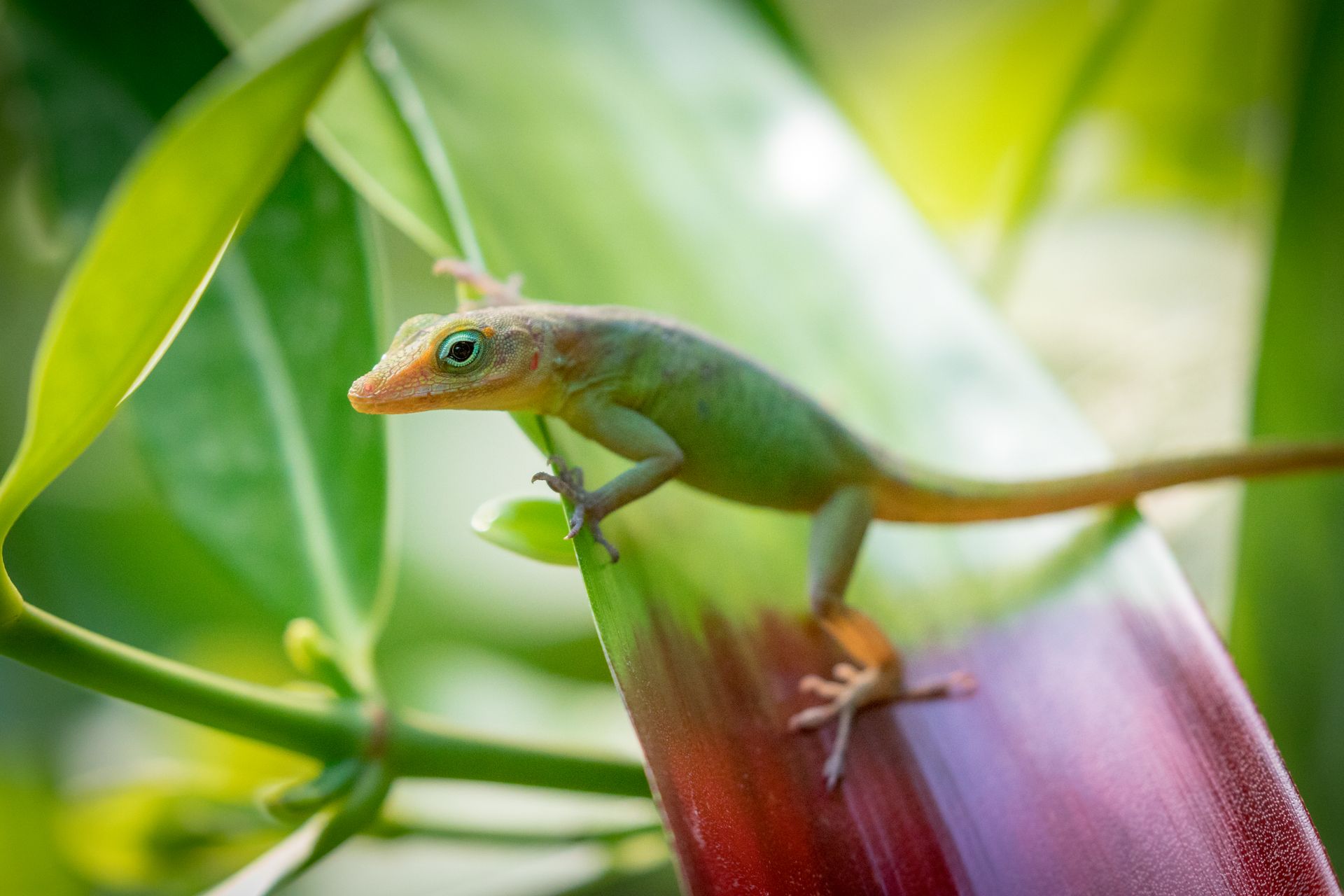 Bright green lizard on a leaf in a natural setting, showcasing vibrant reptile detail.