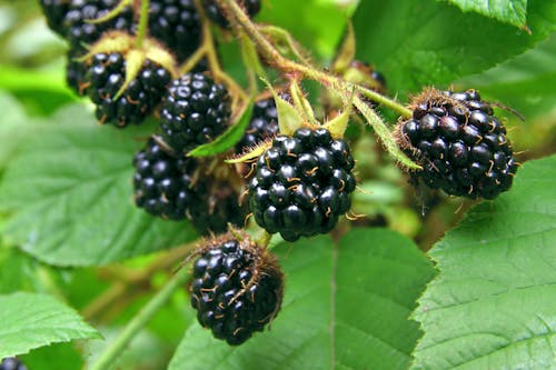 Blackberries growing in the forest