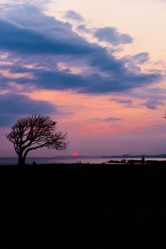 Beautiful sunset over Montevideo with vivid sky hues and a lone tree silhouette, perfect for tranquil views.