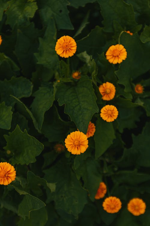 Free Yellow Flowers With Green Leaves Stock Photo