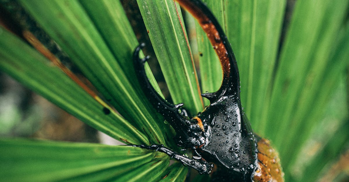 Photo by Osmany Mederos Close-up of a wet rhinoceros beetle on a vibrant green palm leaf.