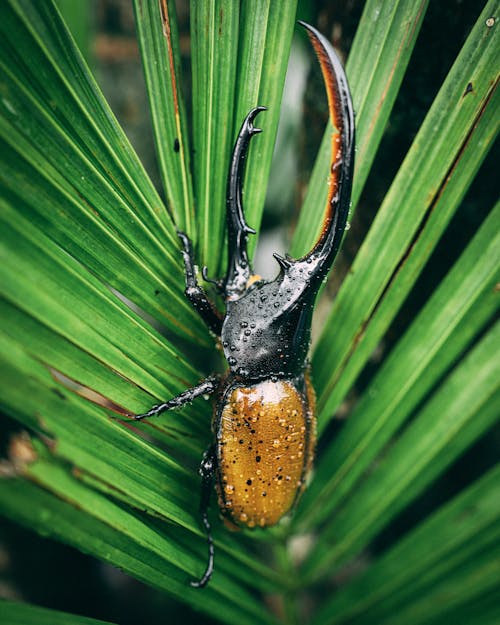 Close-Up Shot of a Beetle