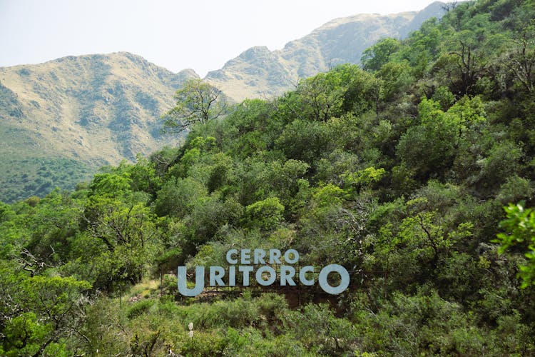 Cerro Unitorco Name Among Trees