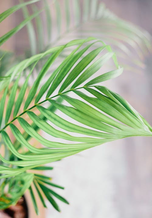 Gratis stockfoto met areca palm, detailopname, groen blad