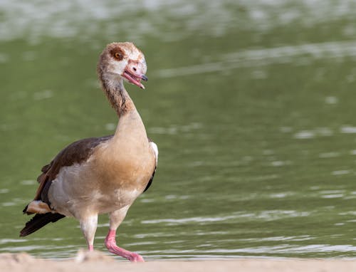 Foto profissional grátis de animal, ave, bico