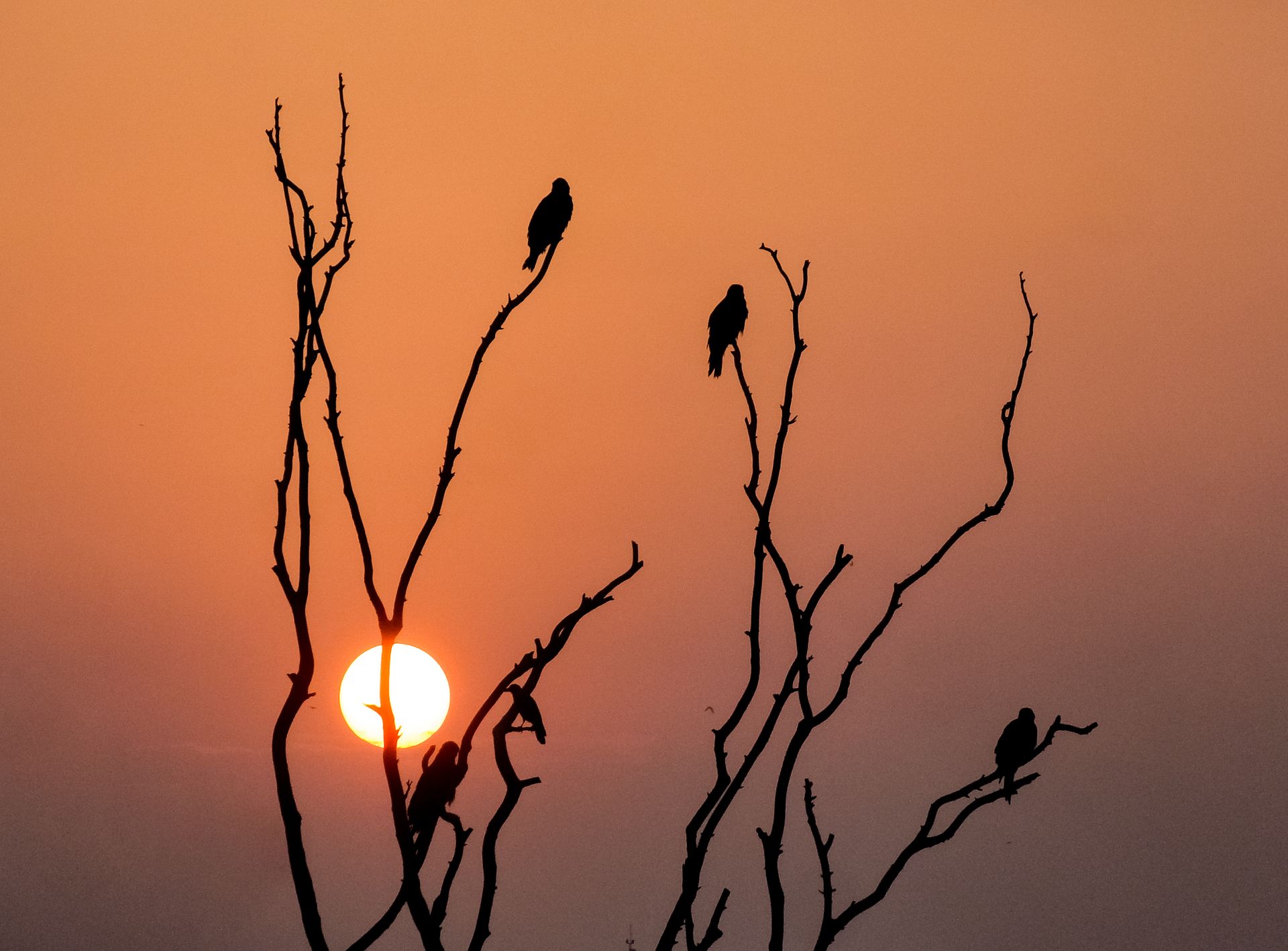 Silhouettes of birds perched on leafless branches against a vivid sunset sky.
