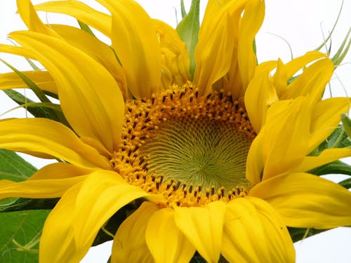 Close-Up Shot of a Sunflower 