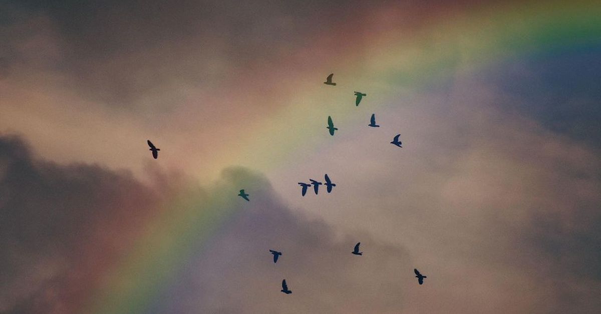 Bird On Rambow A Flying Birds on the Sky with Rainbow · Free Stock Photo