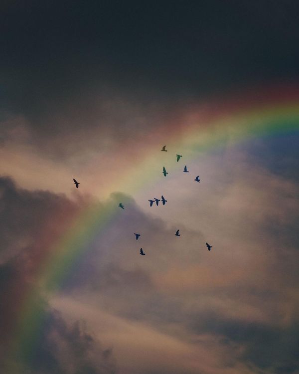 Bird On Rambow A Flying Birds on the Sky with Rainbow · Free Stock Photo