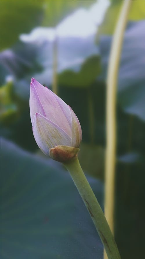Free stock photo of lotus