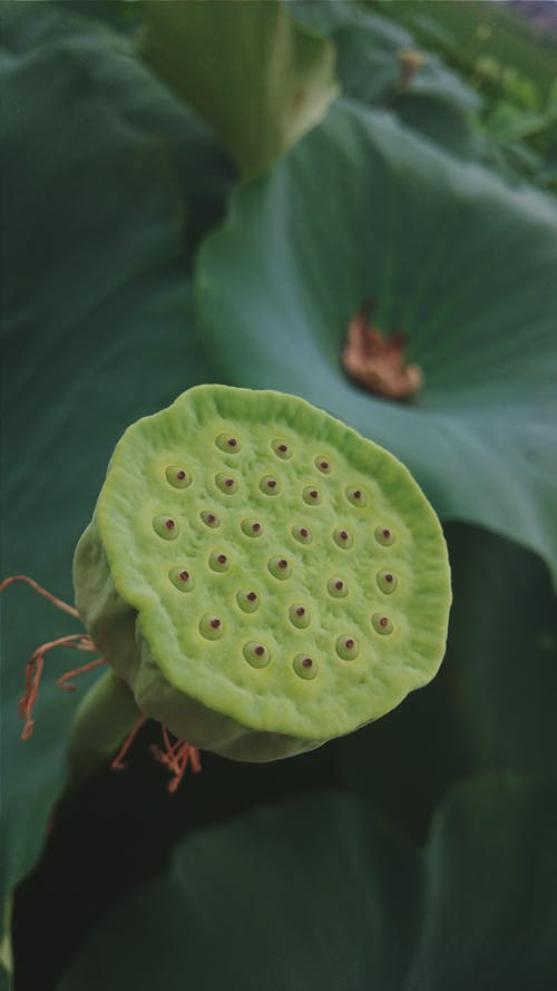 Free stock photo of green