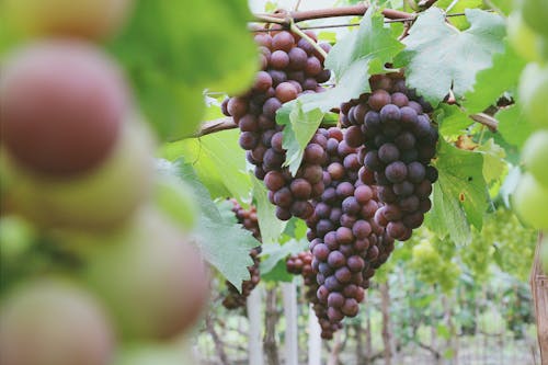 Free stock photo of grape, purple grapes