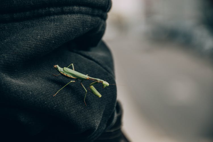 Close-Up Shot Of A Mantis 