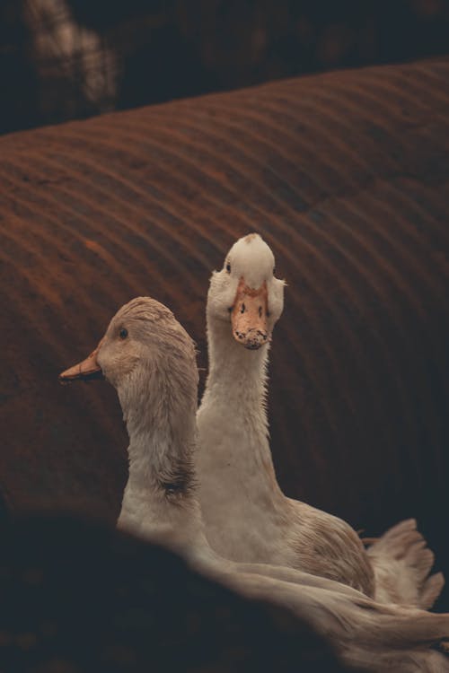 Close-Up Shot of Ducks 