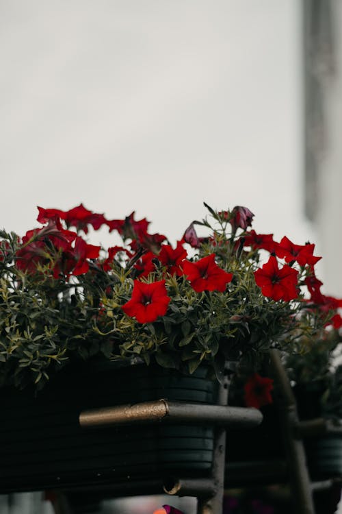 Red Petunia Flowers in Basket