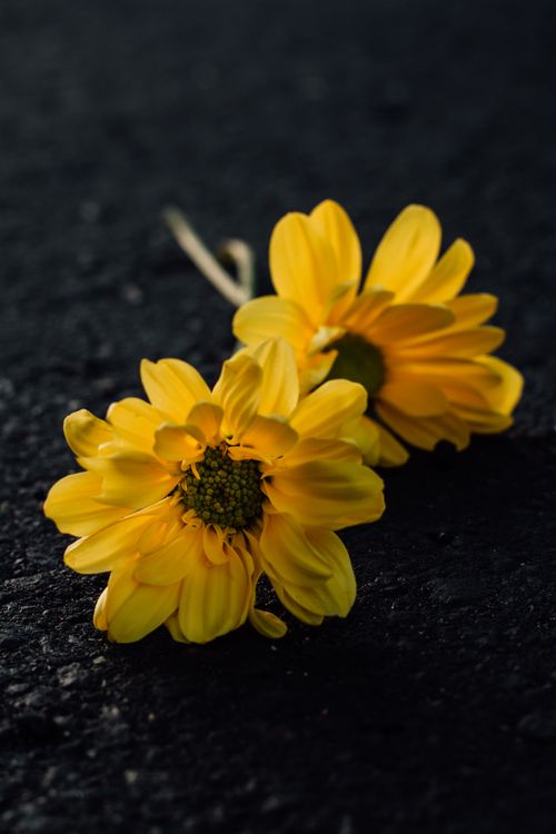 Free Close-up of bright yellow flowers contrasting against a dark textured backdrop. Stock Photo