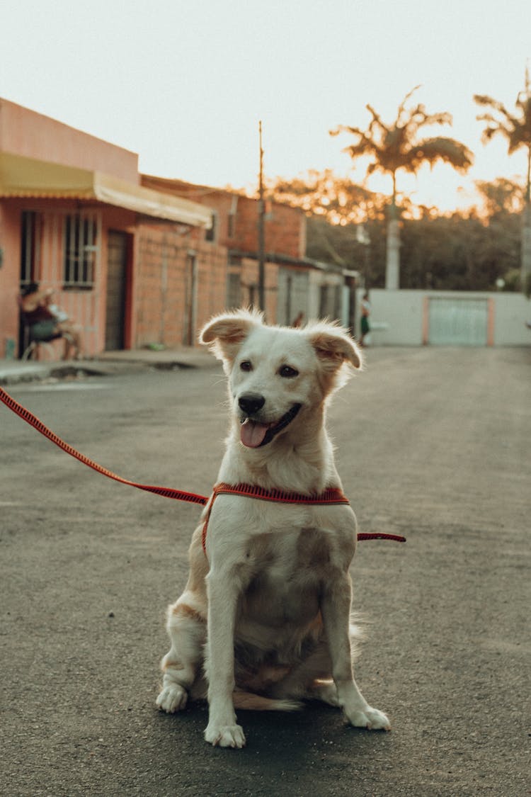 A Dog On A Leash 