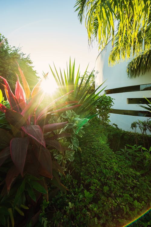 Green Plants