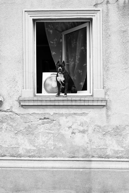 Black and white image of a pitbull sitting on a windowsill, gazing outside.