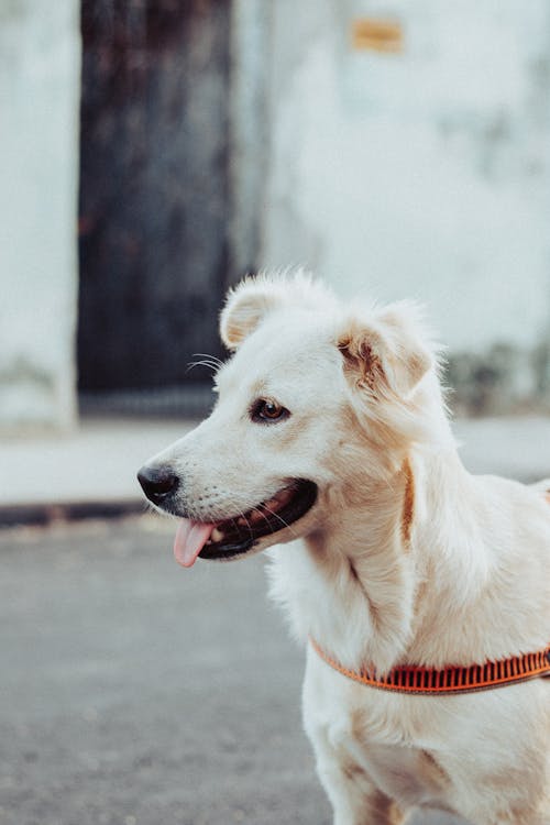 Close Up Shot of a White Dog 