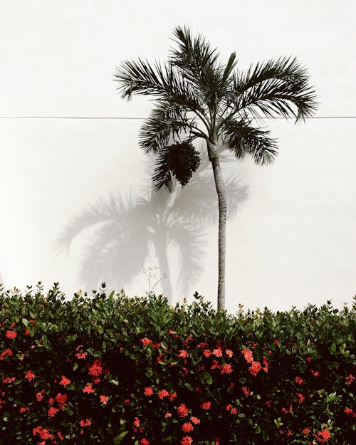 Gray Coconut Tree Beside White Wall