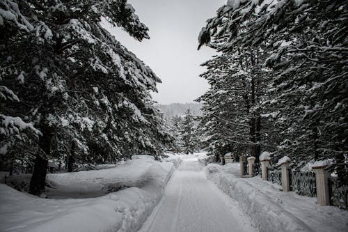 Snow Covered Pathway Between Trees