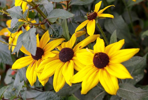 Foto stok gratis bunga kuning tiga, rudbeckia