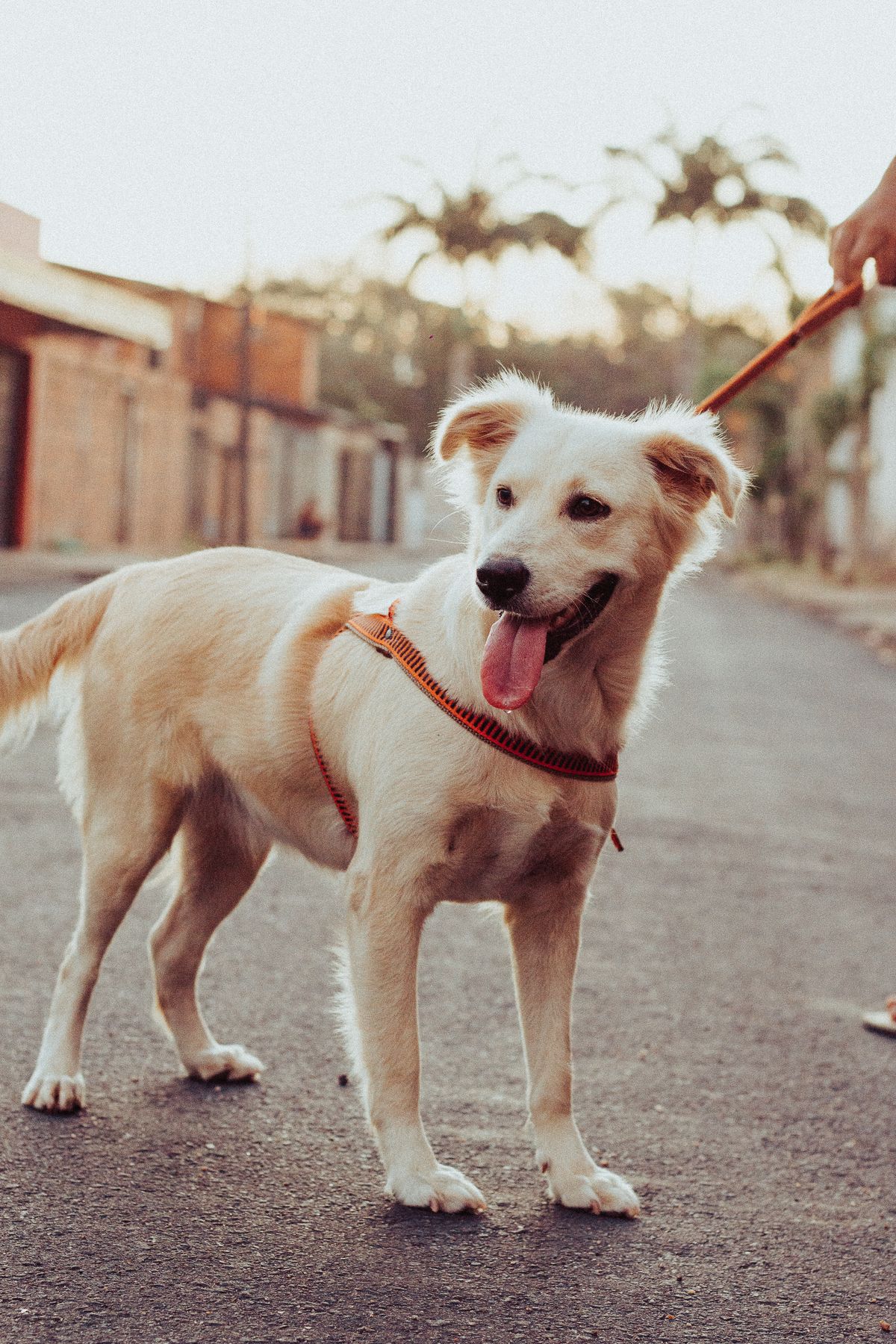 A happy dog on a lead during an outdoor walk