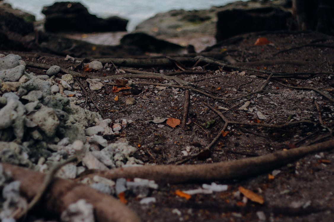 Free stock photo of forestry, land, sea