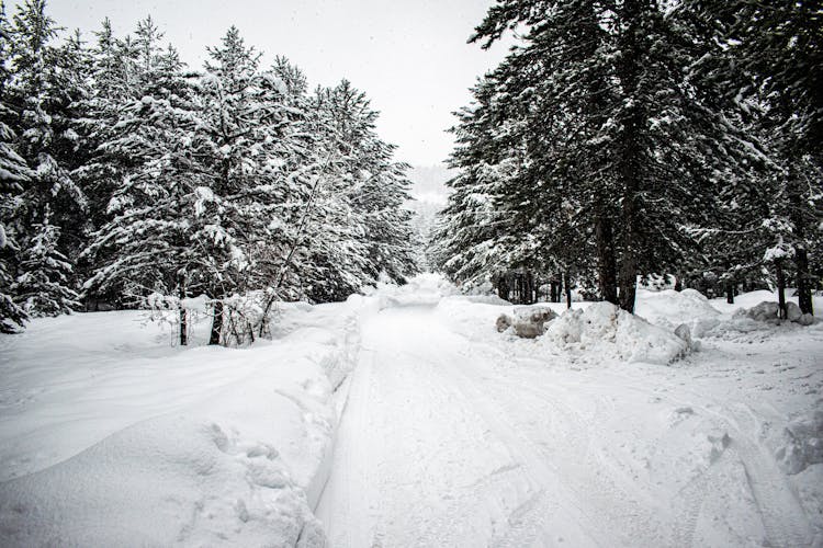 Snow Covered Trees Under Gloomy Sky