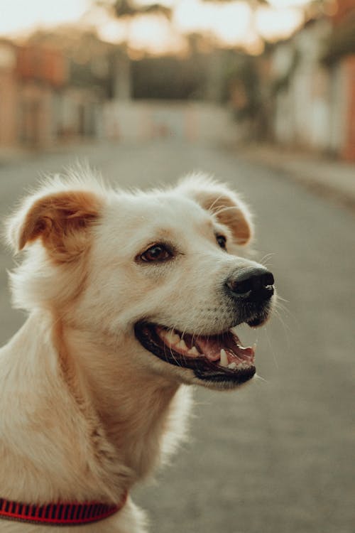 Fotos de stock gratuitas de animal, cabeza, canino