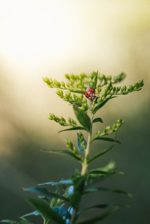 Red Ladybug Perched on Green Plant