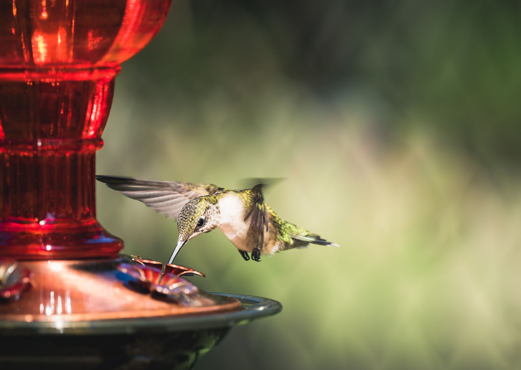 Colorful hummingbird hovering while feeding from a red feeder