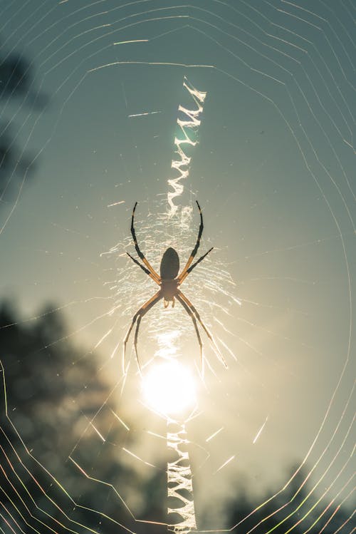 Gratis Fotos de stock gratuitas de arácnido, araña, fauna Foto de stock