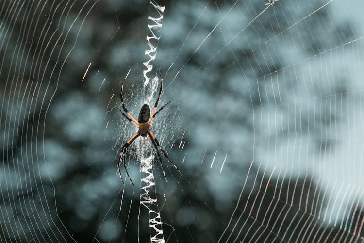 A Spider On A Web 