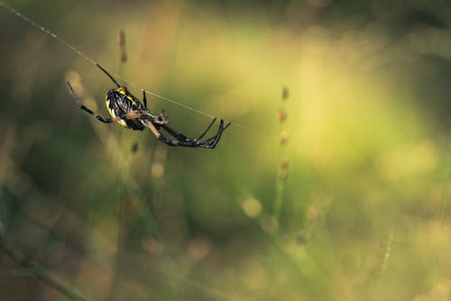 Foto d'estoc gratuïta de animal, aranya, blur de fons